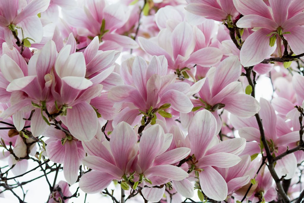 Group of pink flowers Group of pink flowers