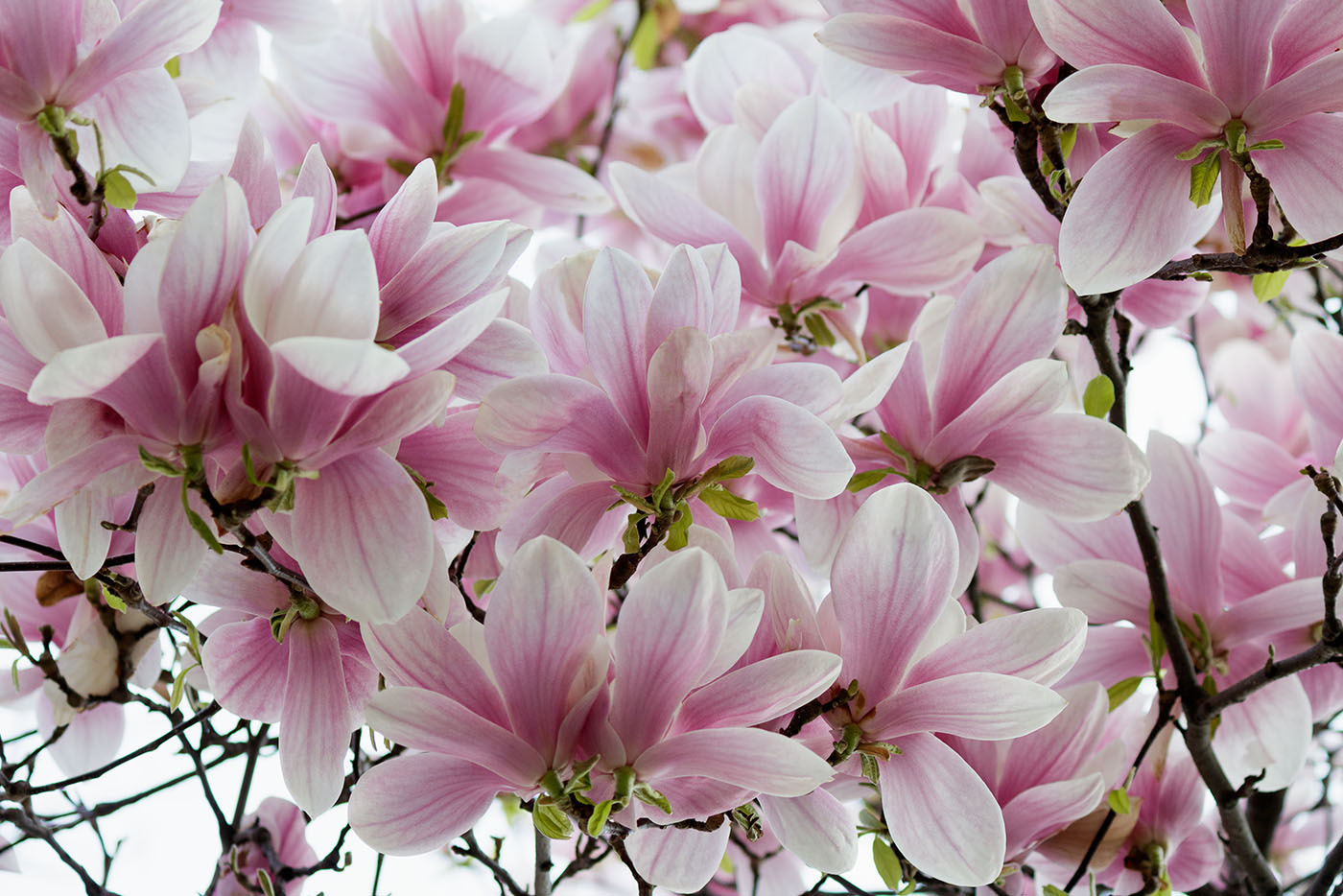 Group of pink flowers Group of pink flowers