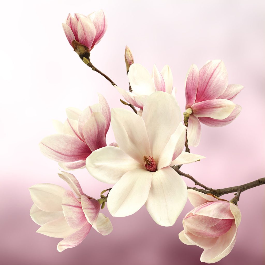 Spring Whispers in Blush Tones Spring Whispers in Blush Tones
