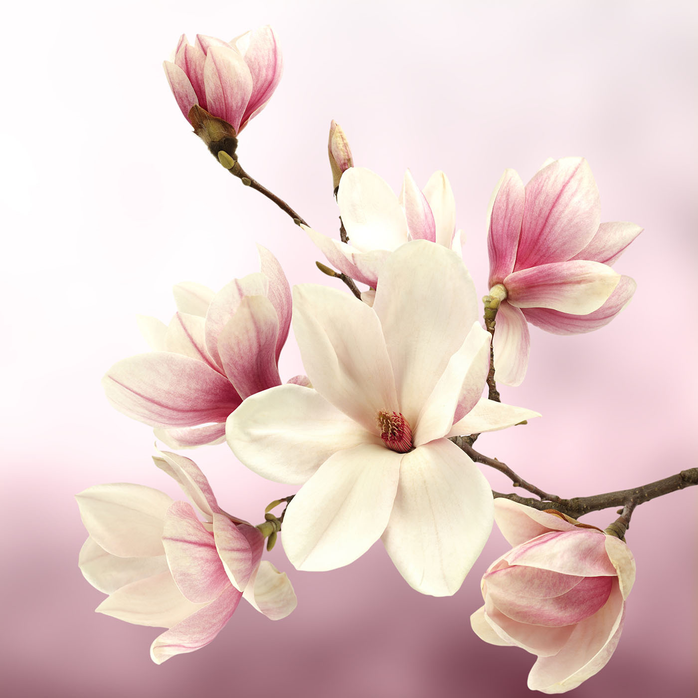 Spring Whispers in Blush Tones Spring Whispers in Blush Tones