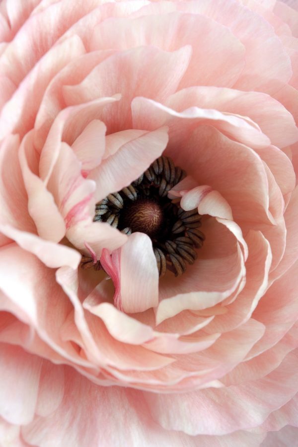 Subtle petal dance, nature's heart Subtle petal dance, nature's heart