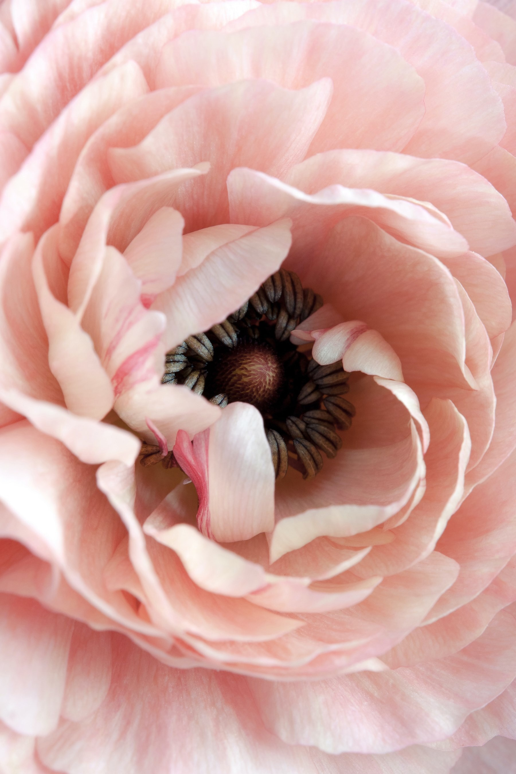 Subtle petal dance, nature's heart Subtle petal dance, nature's heart