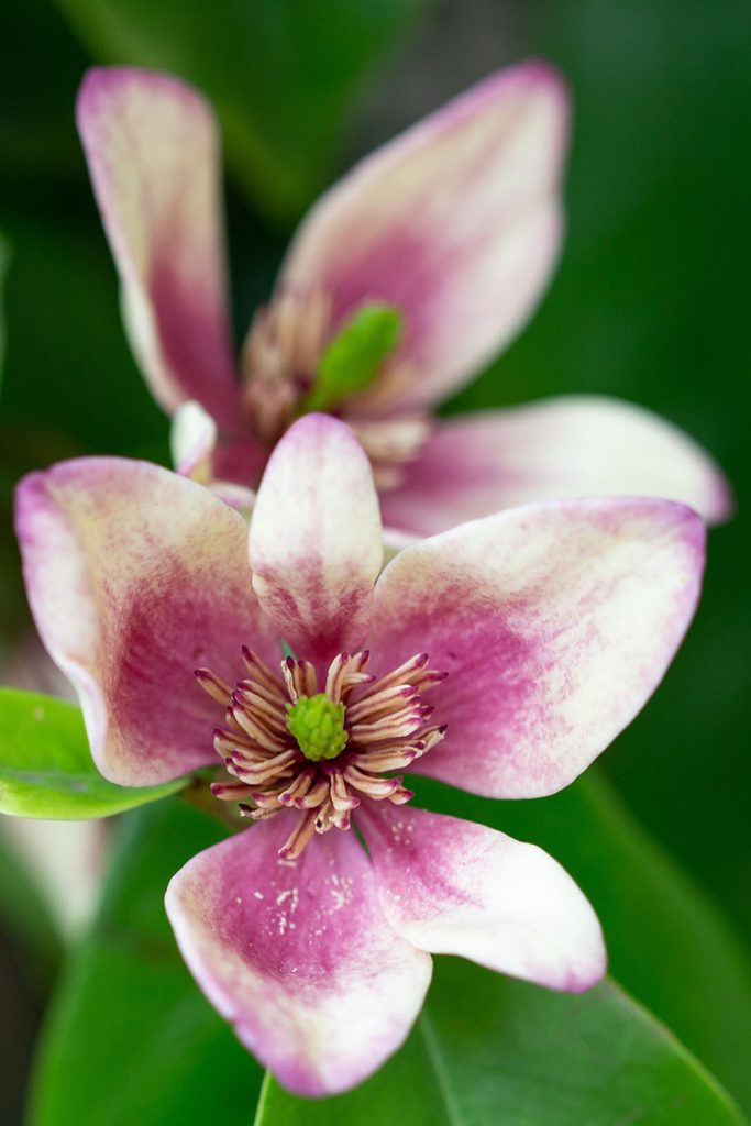 Delicate bloom in soft focus