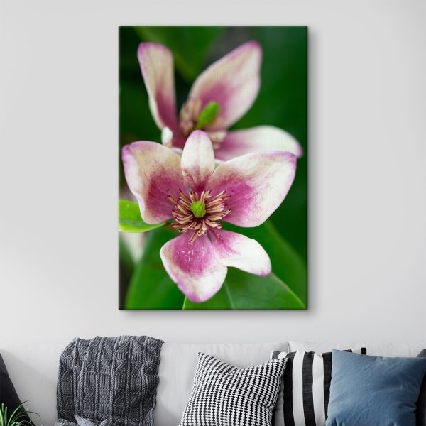 Delicate bloom in soft focus