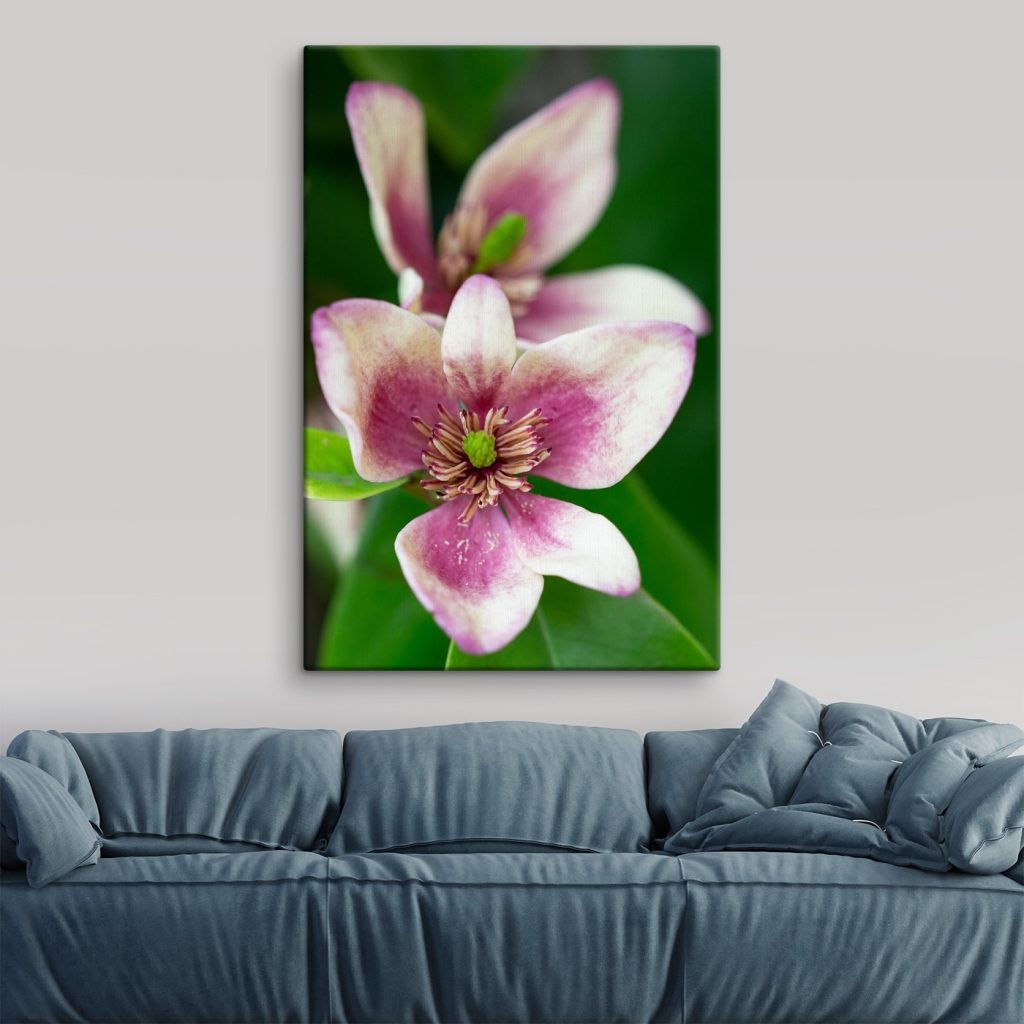 Delicate bloom in soft focus