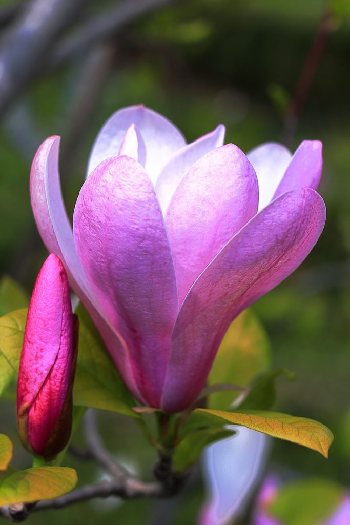 Magnolia: Nature's Graceful Bloom Magnolia: Nature's Graceful Bloom