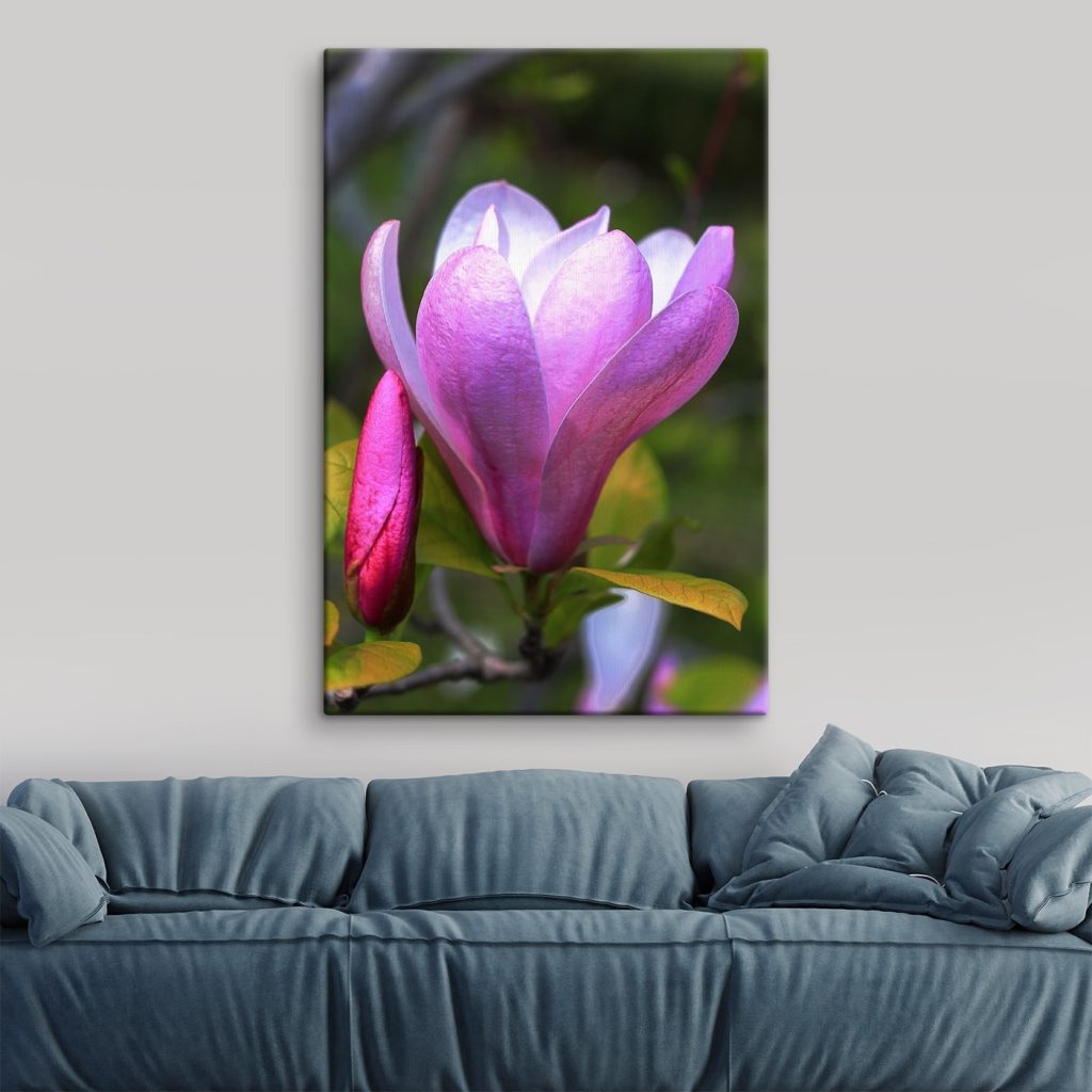 Magnolia: Nature's Graceful Bloom Magnolia: Nature's Graceful Bloom