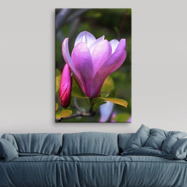 Magnolia: Nature's Graceful Bloom Magnolia: Nature's Graceful Bloom