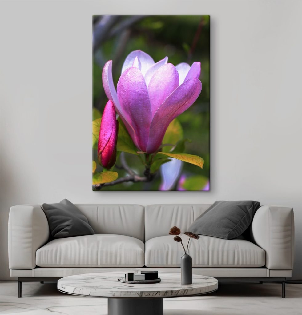 Magnolia: Nature's Graceful Bloom Magnolia: Nature's Graceful Bloom