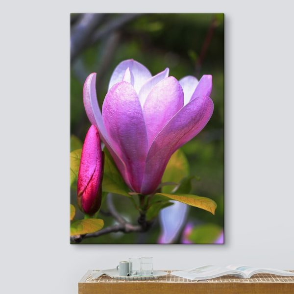 Magnolia: Nature's Graceful Bloom Magnolia: Nature's Graceful Bloom