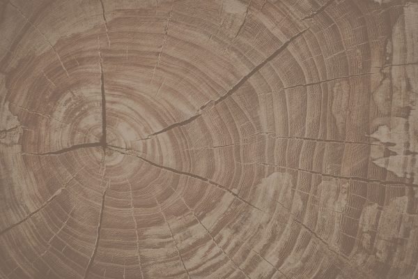 Tree Rings Tell Nature's Story