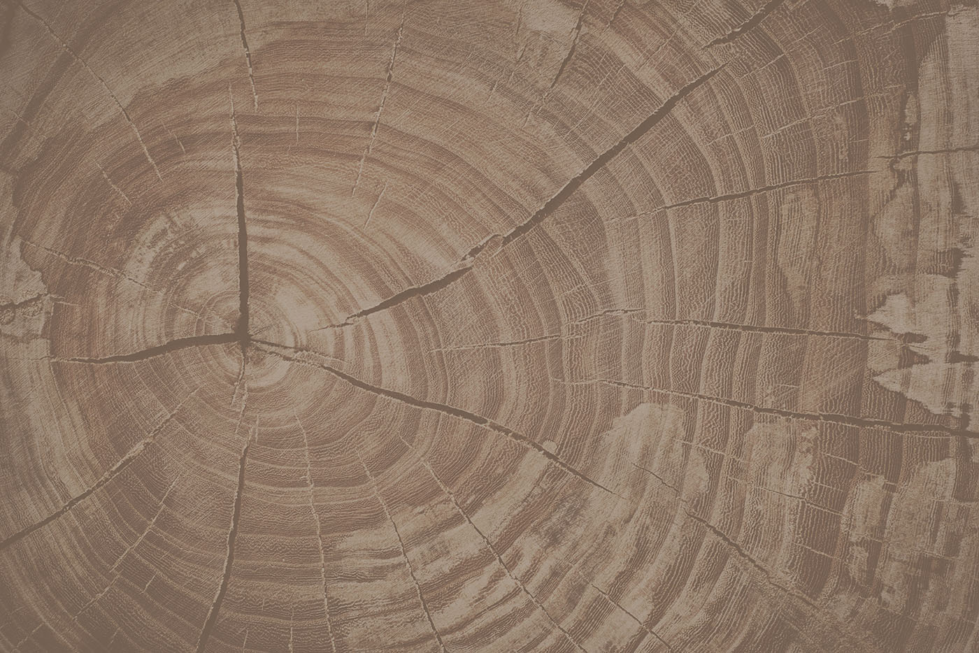 Tree Rings Tell Nature's Story