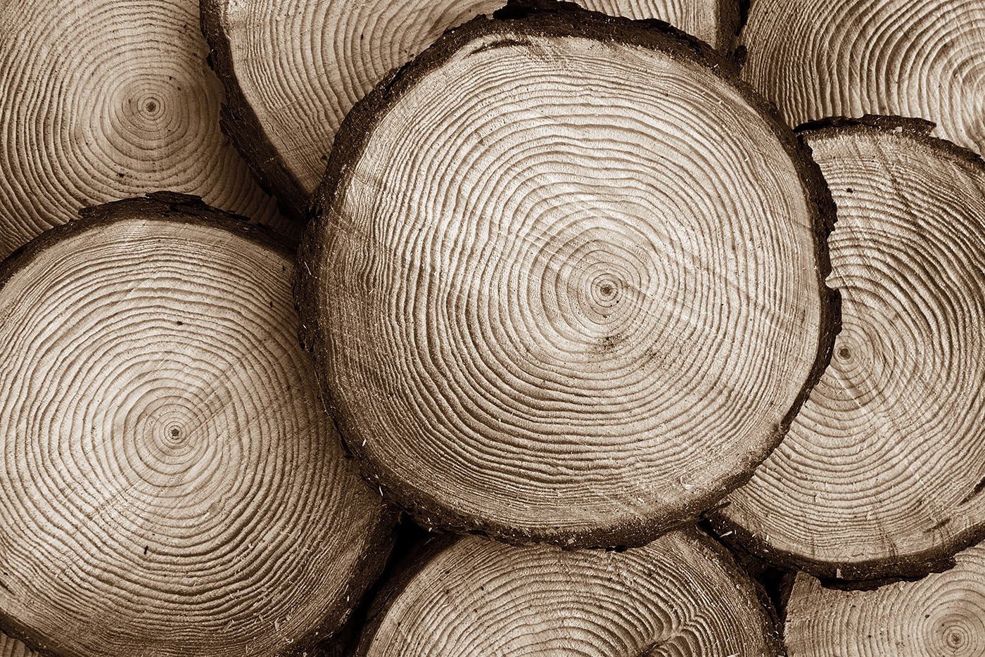 Group of cut trees Group of cut trees
