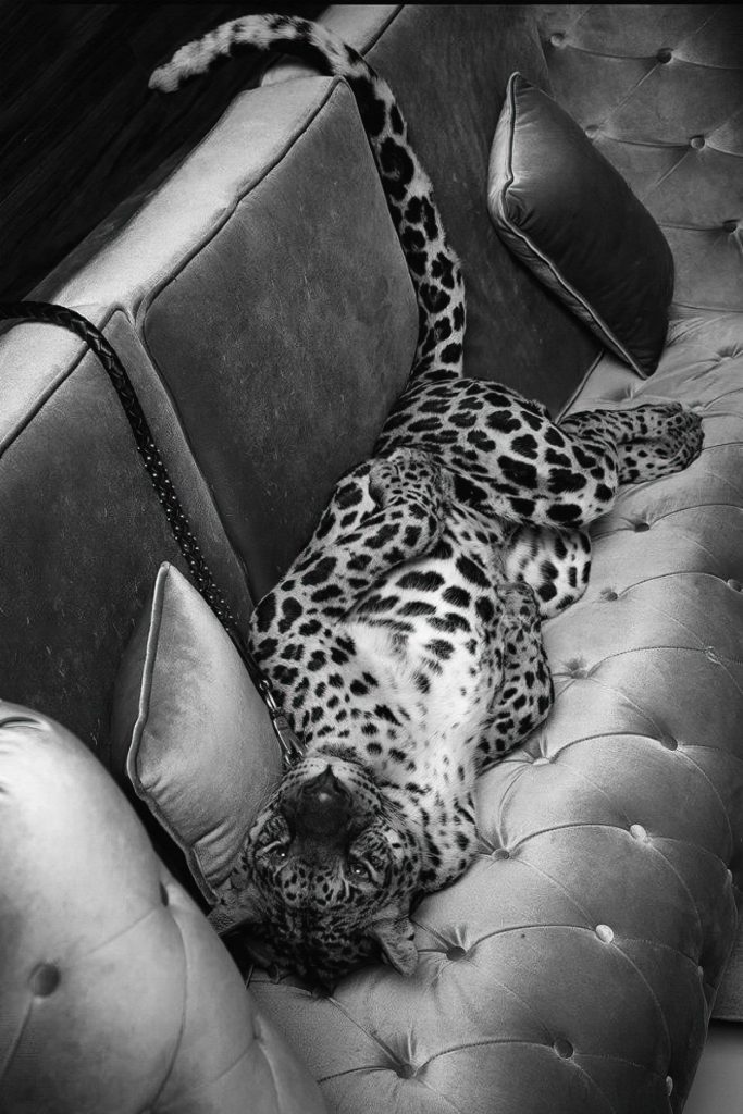 Leopard lying on a couch
