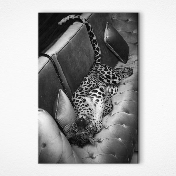 Cuadros Un leopardo tumbado en un sofá (SKU: s36184) Cuadros Cuadros Un leopardo tumbado en un sofá (SKU: s36184)