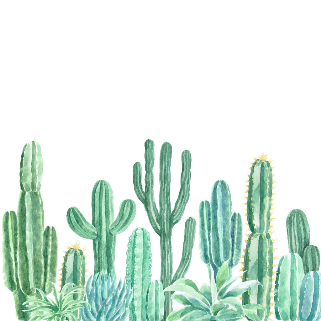 Group of cactuses and succulents
