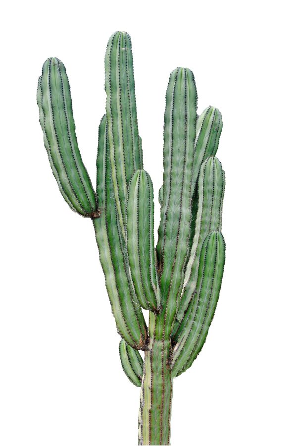 Cactus with long thin green stems Cactus with long thin green stems