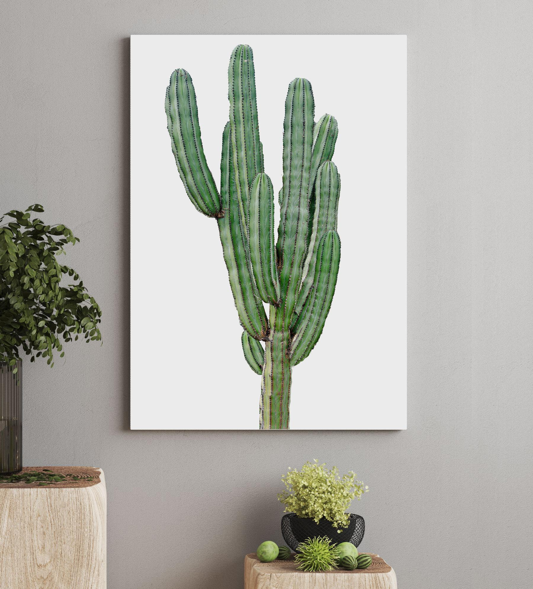 Cactus with long thin green stems Cactus with long thin green stems