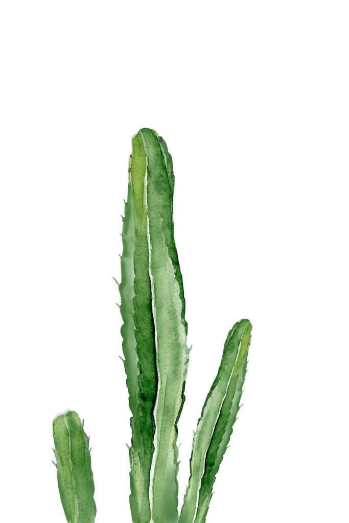 Green cactus with long stems