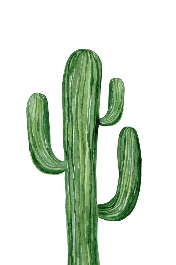 Green cactus on a white background Green cactus on a white background