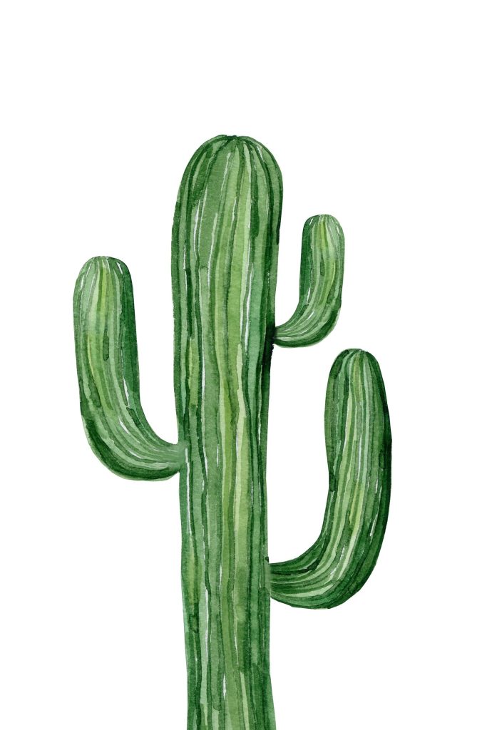 Green cactus on a white background Green cactus on a white background