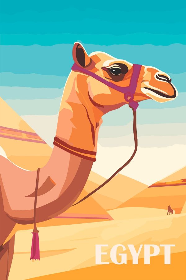 Camel with a halter