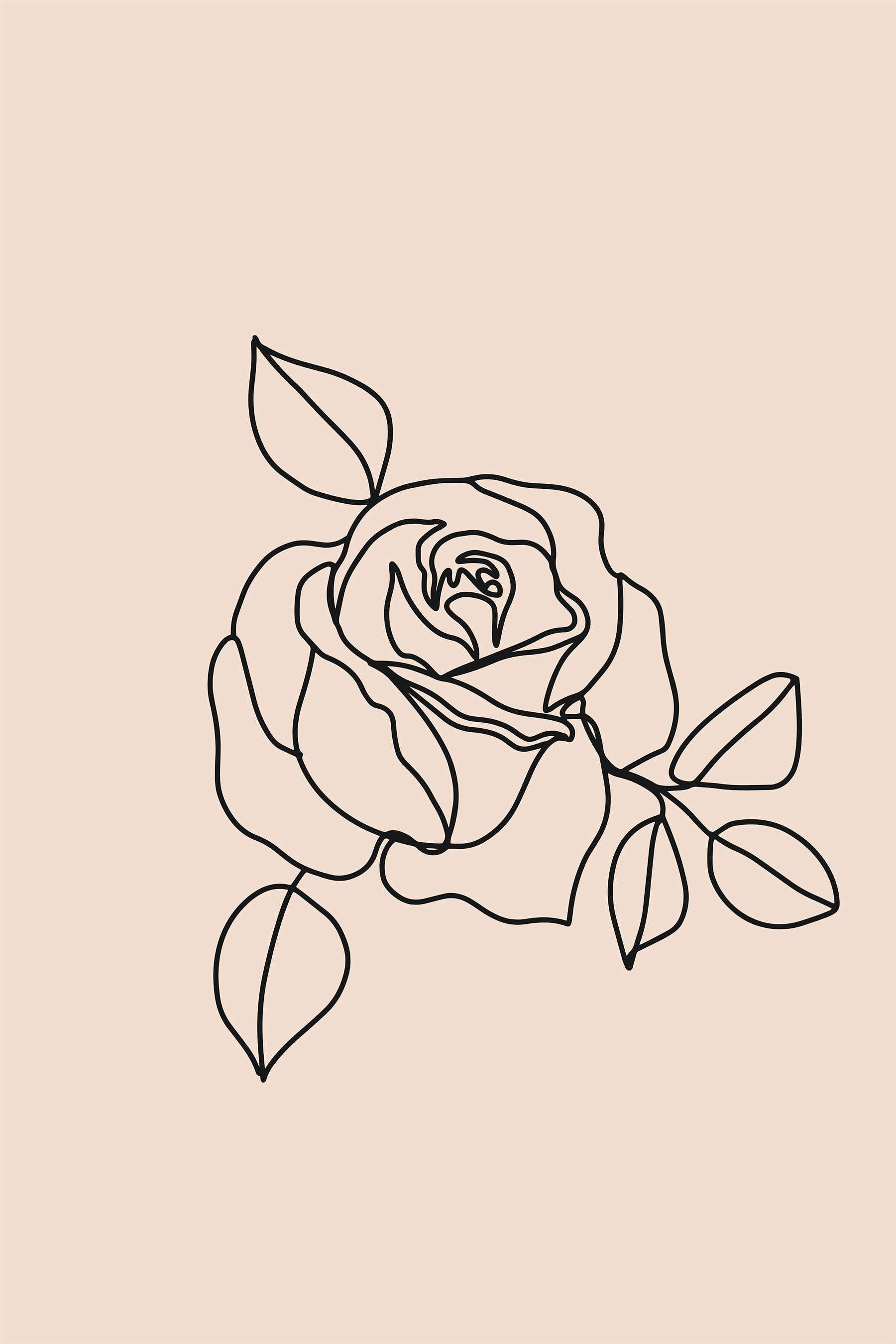 Drawing of a rose