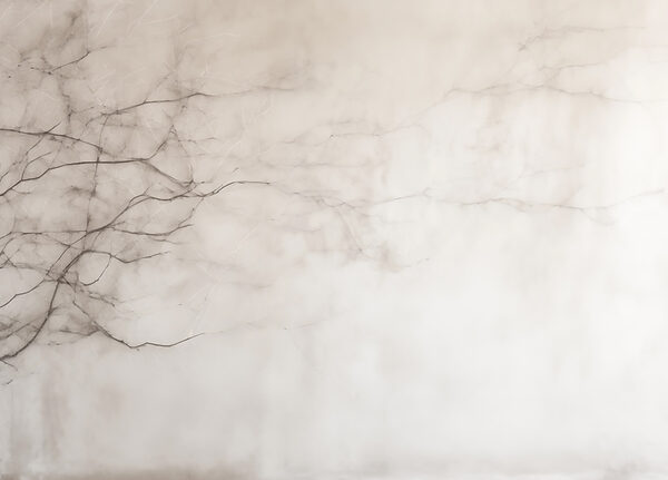 Tree branch with no leaves