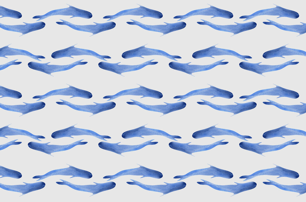 Group of blue fish