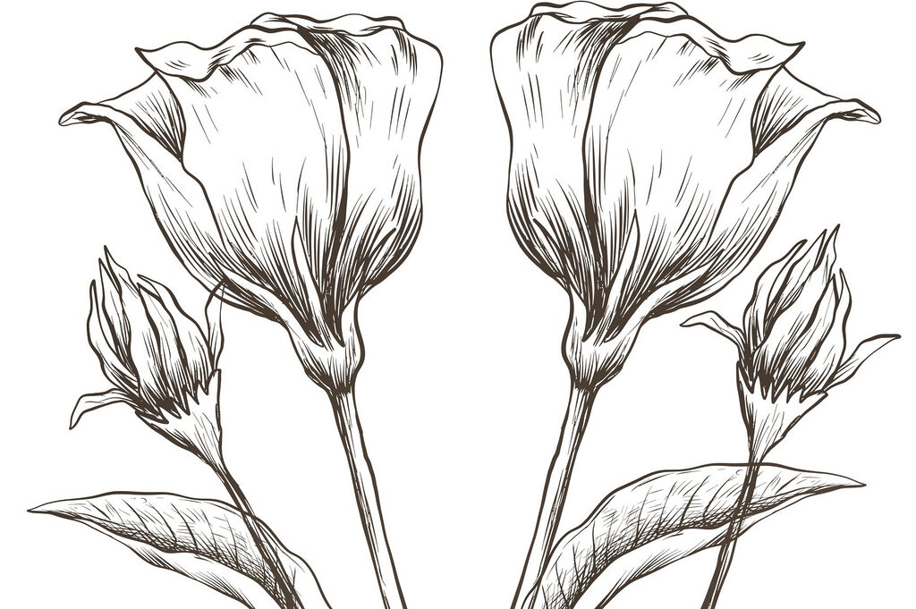 Dibujo de flores sobre fondo blanco Dibujo de flores sobre fondo blanco