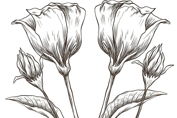 Dibujo de flores sobre fondo blanco Dibujo de flores sobre fondo blanco