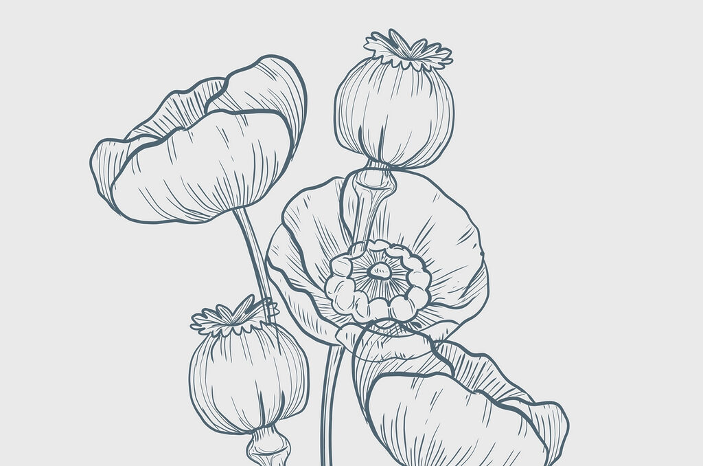 Dibujo de flores y capullos Dibujo de flores y capullos