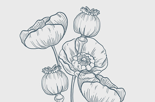 Dibujo de flores y capullos Dibujo de flores y capullos