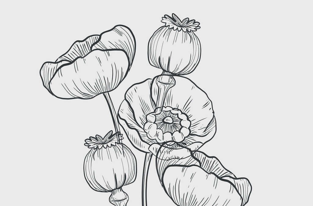Dibujo de flores sobre fondo blanco Dibujo de flores sobre fondo blanco