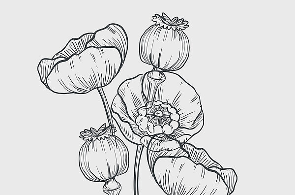 Dibujo de flores sobre fondo blanco Dibujo de flores sobre fondo blanco