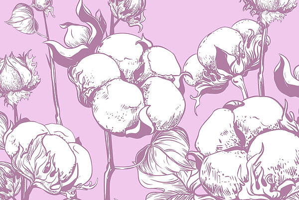 Flores de algodón sobre un fondo suave Flores de algodón sobre un fondo suave