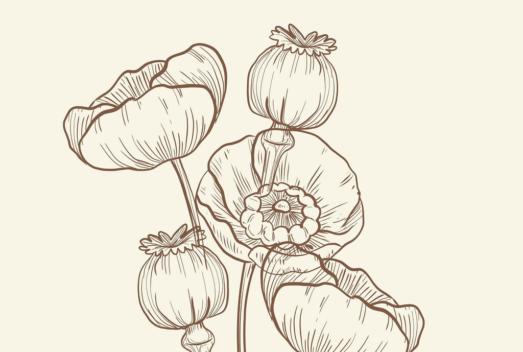 Dibujo de flores sobre fondo blanco Dibujo de flores sobre fondo blanco