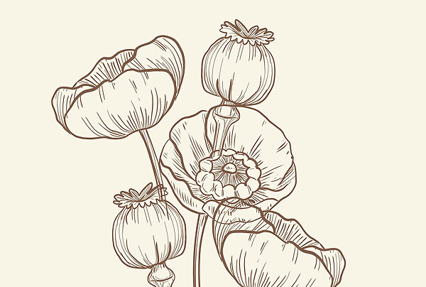 Dibujo de flores sobre fondo blanco Dibujo de flores sobre fondo blanco