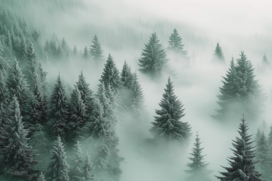 Grupo de árboles en la niebla