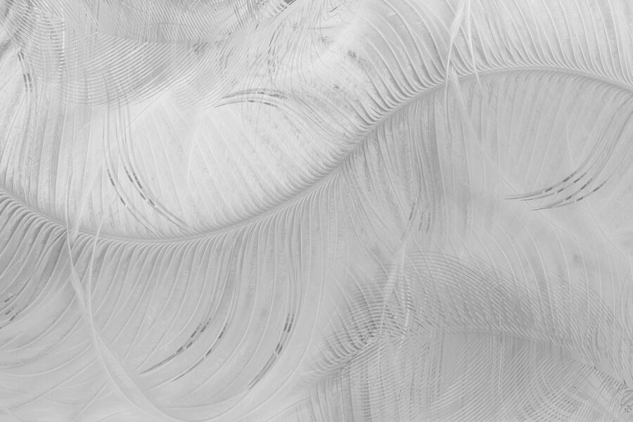 Motivo de plumas blancas sobre una superficie blanca