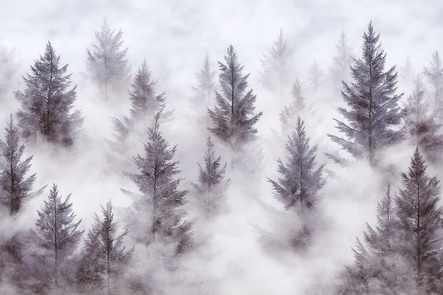 Grupo de árboles en la niebla
