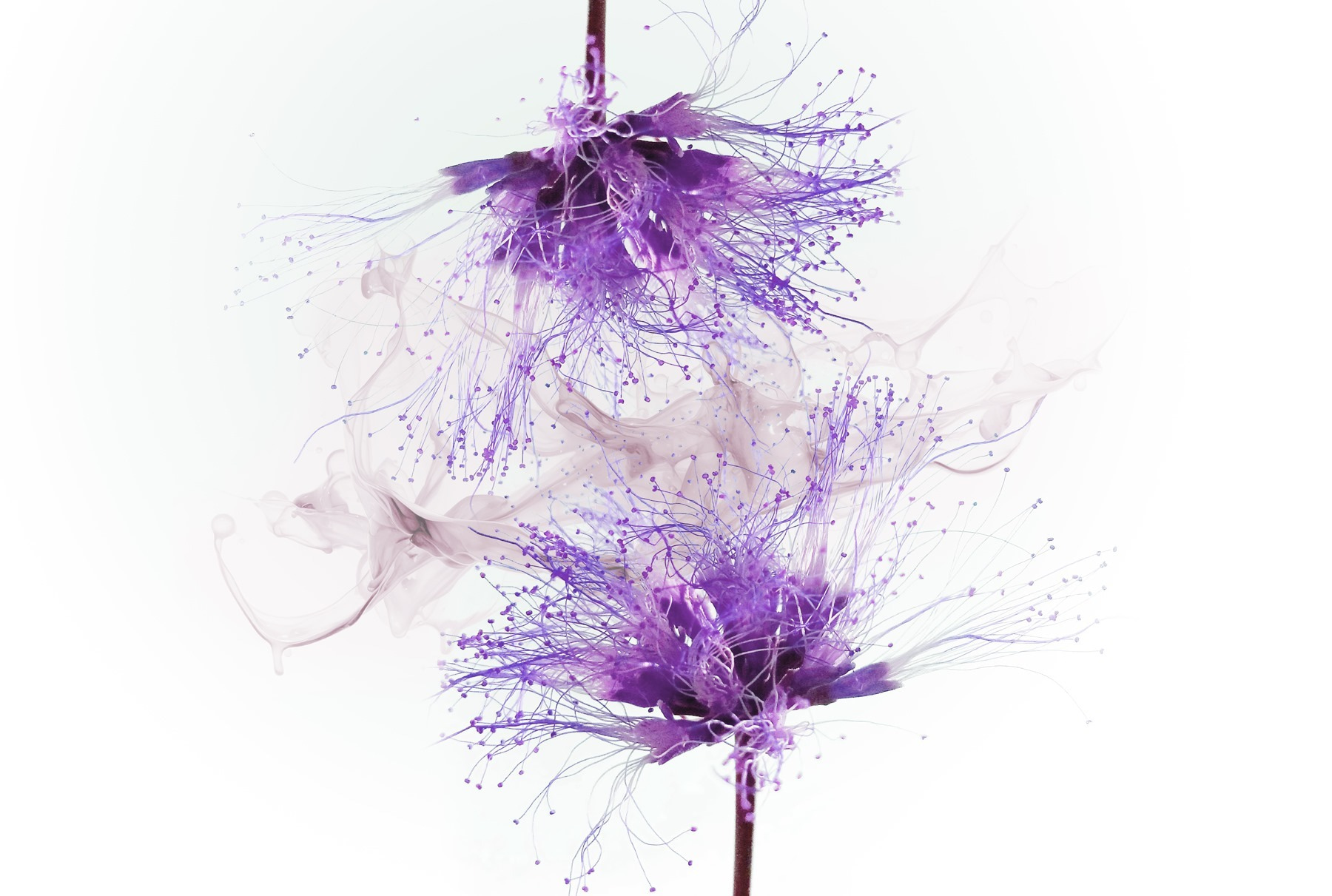 Purple flowers with purple splatters