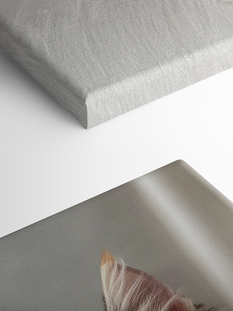 Cat lying on a couch