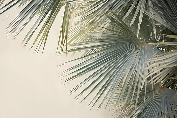 Delicadas hojas de palmera meciéndose suavemente Delicadas hojas de palmera meciéndose suavemente