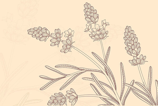 Dibujo de una planta Dibujo de una planta