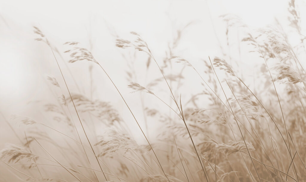 Susurros de la naturaleza en tonos sepia Susurros de la naturaleza en tonos sepia