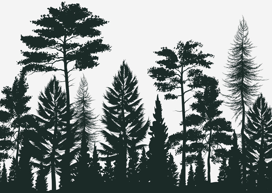 Grupo de árboles en un bosque