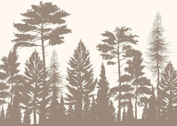 Grupo de árboles en un bosque Grupo de árboles en un bosque