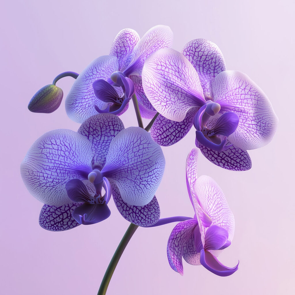 Purple and white orchid flower