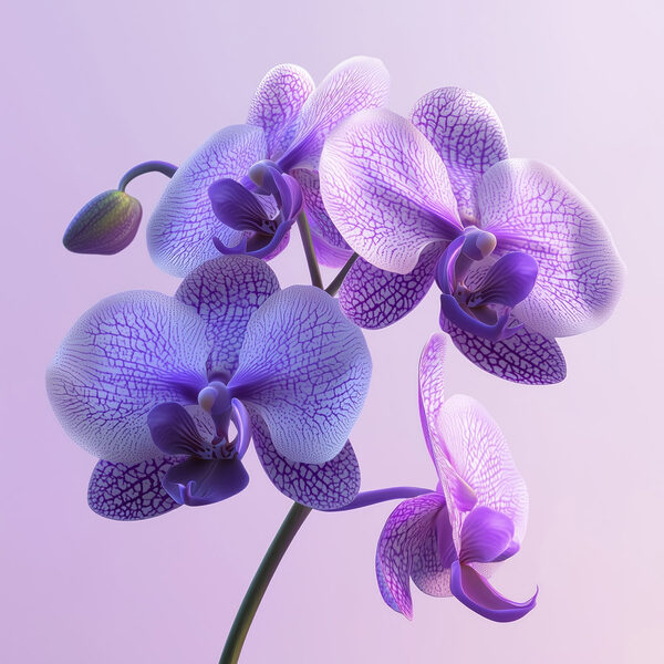 Purple and white orchid flower